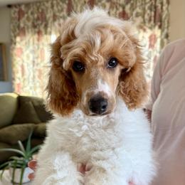 Rabbit - yellow collar - Parti male Poodle puppy in Peyton, Colorado from Fuzzybottoms Ranch LLC