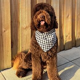 Simba - Goldendoodle