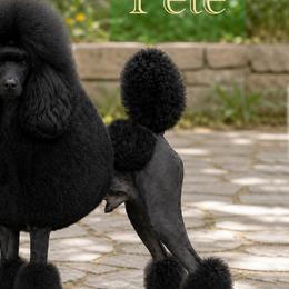 Pete - Poodle