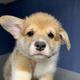 Apple - Red female Pembroke Welsh Corgi puppy in Victoria, Texas from Clear Creek Corgis