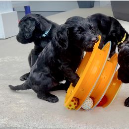 Goldendoodle Puppies from Bridger Peak Doodles
