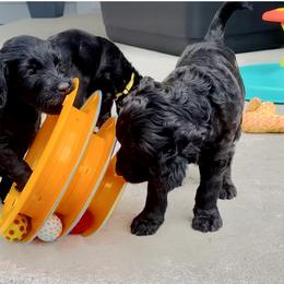 Goldendoodle Puppies from Bridger Peak Doodles