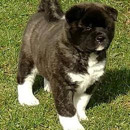 Akita from DeMeo Akitas