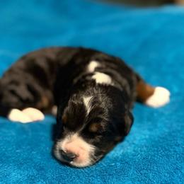 Theodore - Tri-color male Bernedoodle puppy in Jacksonville, Florida from Dandelion Doodles