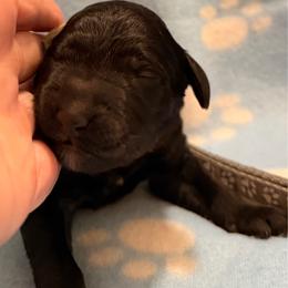 Mr. Burns- grey - Black male Goldendoodle puppy in Van Buren, Missouri from Jami’s Goldendoodles & Poodles