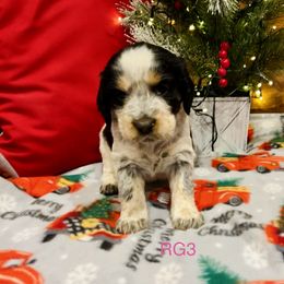 RG3 - Tri-Roan female English Springer Spaniel puppy in Britton, South Dakota from K&S Canines