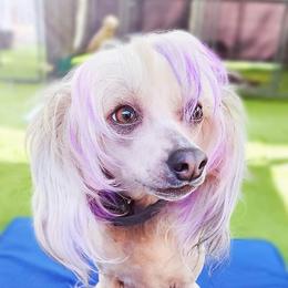 Boujie - Chinese Crested