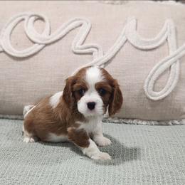 Teddy - Blenheim male Cavalier King Charles Spaniel puppy in Binger, Oklahoma from King of the Hill Cavaliers