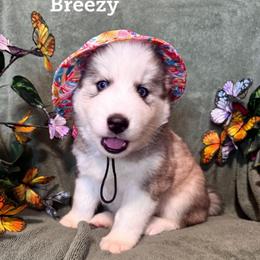 Breezy - Wolf sable male Pomsky puppy in Venus, Pennsylvania from Hemlock Pines Pomsky