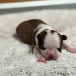 Girl 2 Sammie - Black brindle and white female Boston Terrier puppy in Madera Acres, California from Muggin Bostons Terriers and Mini Dachshund