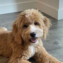 Goldendoodle All Grown Up from The Puppy Nest