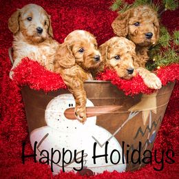 Goldendoodle Puppies from Ming’s Dynasty Doodles