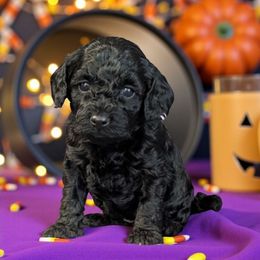 Annabelle - Black female Cockapoo puppy in Sparta, Missouri from Sis' Doodles & Poodles