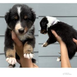 Purple - Black white and tan female Shetland Sheepdog puppy in Katy, Texas from Sherock’s Shelties