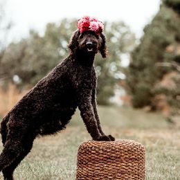 Goldendoodles from Teddybear Doodles