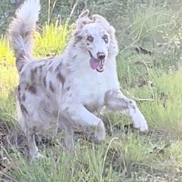 Brick - Border Collie