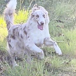 Brick - Border Collie