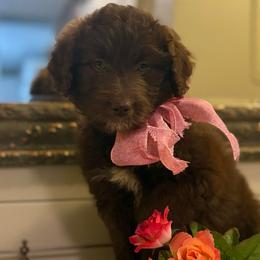 Reese - Brown and white female Aussiedoodle puppy in Sheridan, Arkansas from Runnin’ Wild Ranch Aussies