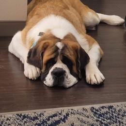 Saint Bernard Puppies from Split Rock Saints