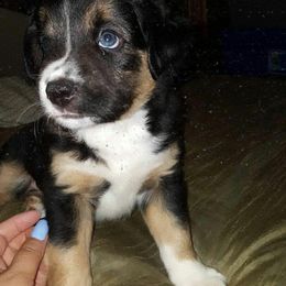 Miniature American Shepherd and Miniature Australian Shepherd Puppies from Skiba Mini Aussies