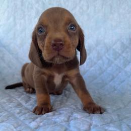 Boy 3 - Brown white and tan male Beagle puppy in Galax, Virginia from Dells  Dachshund’s
