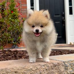 Teddy - Cream sable male Pomeranian puppy in Kennesaw, Georgia from Cream Puffs Pomeranians