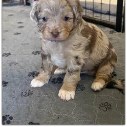 Boy 1 Aussie Doodle - Red merle male Miniature Australian Shepherd puppy in Pensacola, Florida from TNT MINI AUSSIES