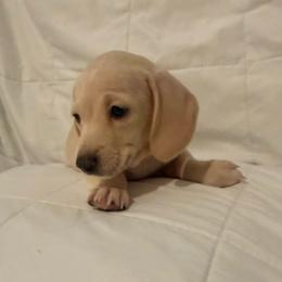 Pinky - Cream female Dachshund puppy in Bakersfield, California from Dachshund Love