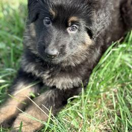 Orzo - Bi-color male German Shepherd puppy in Corning, Ohio from Chapel Hill Shepherds