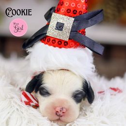 Corduroy - Chocolate female Australian Labradoodle puppy in Redding, California from Shasta Royal Monroe Puppies