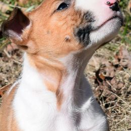 Miniature Bull Terrier Puppies from Rossi River Minibulls