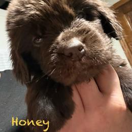 Honey - Brown female Newfoundland puppy in Saukville, Wisconsin from Crossroads Canines ~ Newfoundland Dogs