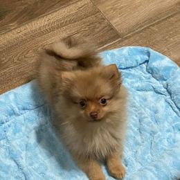 Pomeranian Puppies from My Star Pomeranian’s
