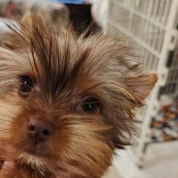 Mr. Lucky - Chocolate and tan male Yorkshire Terrier puppy in Citrus Heights, California from Bortolin Little Angles