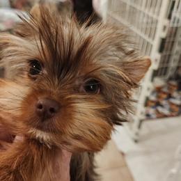 Mr. Lucky - Chocolate and tan male Yorkshire Terrier puppy in Citrus Heights, California from Bortolin Little Angles
