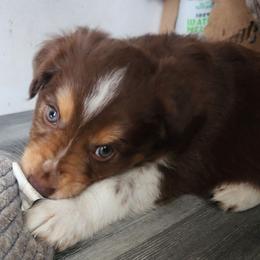 Grey (collar color) you name him - Red tri-color male Miniature American Shepherd puppy in Centralia, Washington from Blackjack Mini Aussies
