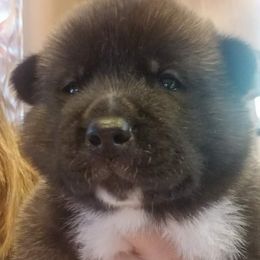 Akita Puppies from Ishikawa Akita's