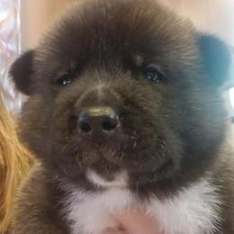 Akita Puppies from Ishikawa Akita's