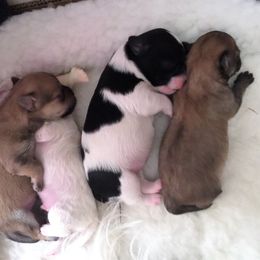Maltipoos from Petite Maltipoos of Westbury NY