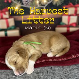 Maple - Apricot male Goldendoodle puppy in Houston, Texas from Golden Life Doodles