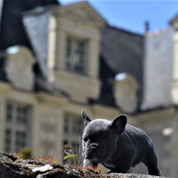 French Bulldog puppies from By Billy LaVie en Rose