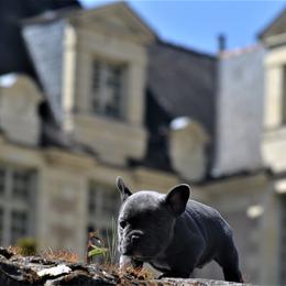 French Bulldog puppies from By Billy LaVie en Rose
