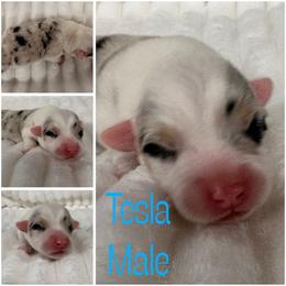 Boy 2 - Blue merle and white male American Corgi puppy in Hico, Texas from Chisholm Trail Kennels
