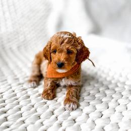 Enzo - Red  male Goldendoodle puppy in Springville, Utah from Happy Doodle