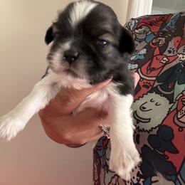 Alvin - Tricolor male Shih Tzu puppy in San Jacinto, California from Luv4pups