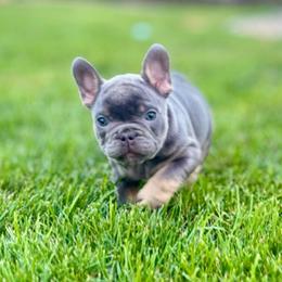 Joey - Tricolors male French Bulldog puppy in South Bend, Indiana from Furever Faithful Frenchies LLC