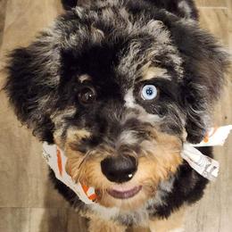 Bernedoodles and Goldendoodles from Sunset Doodles
