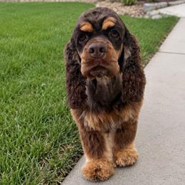 Luna - Cocker Spaniel