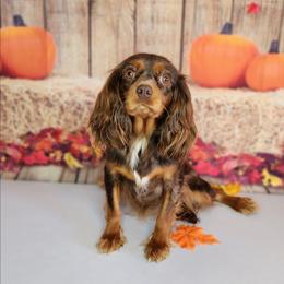 Luna - Cavalier King Charles Spaniel