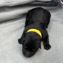Girl 3 - Black female German Shepherd puppy in Sharon Grove, Kentucky from Julie’s Shepherds